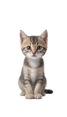 funny cute kitten in full body sitting isolated against transparent background