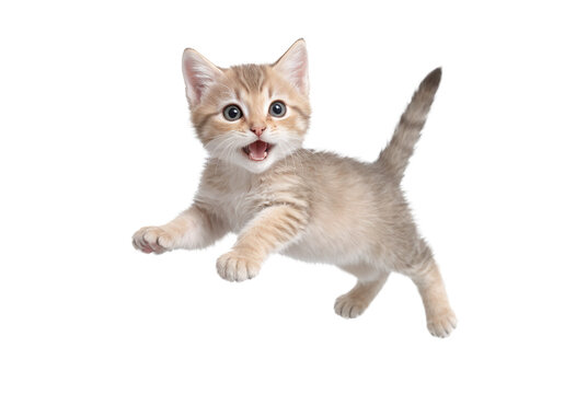 funny cute kitten in full body jumping through the picture isolated against transparent background