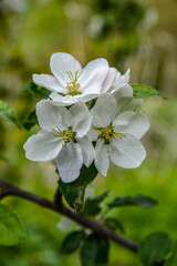 Obraz na płótnie Canvas a blooming apple trees in spring.