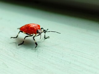 bug on the wall