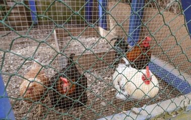 A group of chickens are inside a cage. © Nati