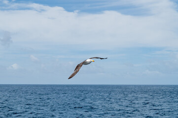 Fototapeta na wymiar Seagull in the clouds