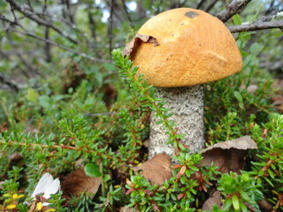 Birkenpilz mitten im Schwedischen Wald - Birch mushroom