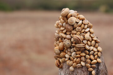 Schneckensammelstelle - Snail cuddle time