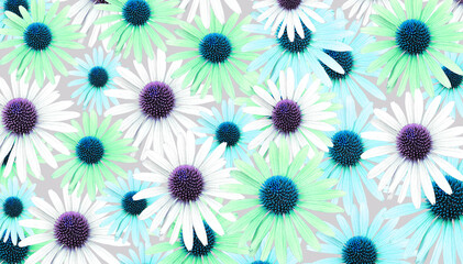Colorful 'Echinacea' flower blossom. Cut out. Floral patterns, wallpapers and backgrounds. Image...