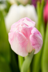 close up of pink tulip in bouquet