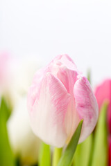 close up of pink tulip white background