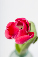 vibrant red tulip in studio close up from above