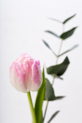 single pink tulip and eukalyptus, in studio
