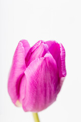 pink tulip isolated on white