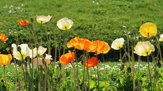 Plate-bande de fleurs de pavot d&rsquo;Islande (papaver nudicaule Gartenzwerg) multicolores au jardin des plantes &agrave; Paris, au printemps (France)