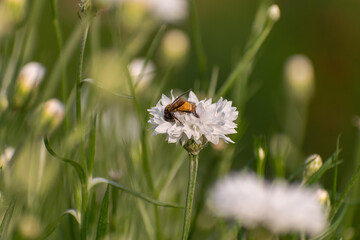 Bumble Bee on white Flower Photograph
