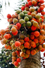 bunch of  areca nut or betel nut is the fruit of the areca palm tree