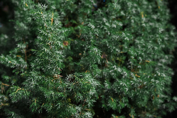 Texture background of natural green juniper.