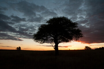 Pampas tree landscape, La Pampa province, Patagonia, Argentina.