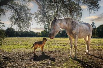 A Horse and a Dog Stand Together in a Peaceful Rural Field as the Sun Sets Behind Them