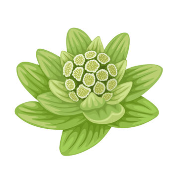 Vector illustration, Petasites japonicus, also known as butterbur, isolated on white background.