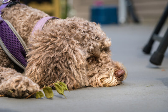 Small brown (or liver colored) labradoodle dog sleeping or sad.