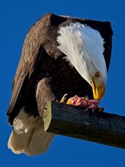 Bald Eagle eating its prey