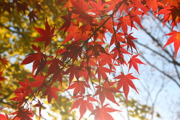 herbstliche Gefühle in Japan - autumnal feelings in Japan