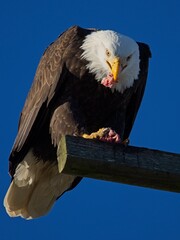 Bald Eagle eating its prey