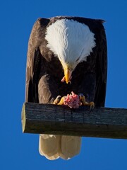 Bald Eagle eating its prey