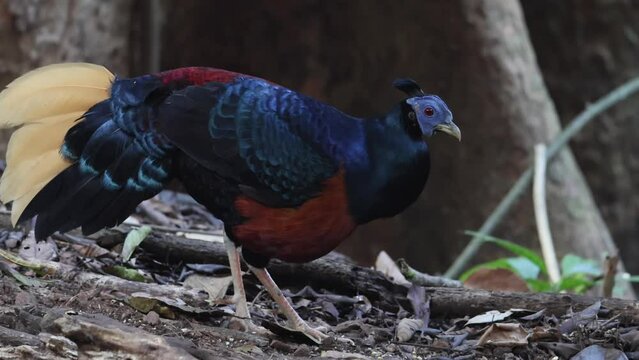A magnificent Bornean Crested Fireback, scientifically known as Lophura ignita, stands proud in the dappled sunlight of the Bornean rainforest