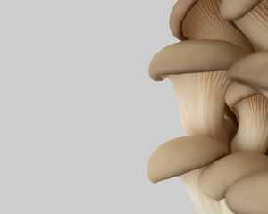 Oyster mushrooms isolated on a white background