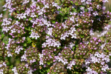 Close up of valerian (valeriana officinalis) flowers in bloom