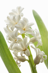 White flowers on a white background, macro texture