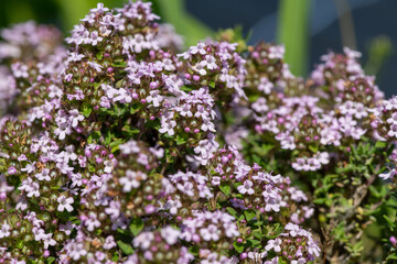 Close up of valerian (valeriana officinalis) flowers in bloom