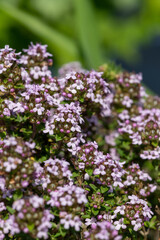 Obraz premium Close up of valerian (valeriana officinalis) flowers in bloom