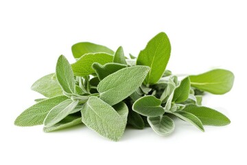 Obraz premium Sage herb on white background