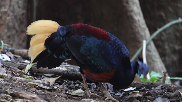 A magnificent Bornean Crested Fireback, scientifically known as Lophura ignita, stands proud in the dappled sunlight of the Bornean rainforest