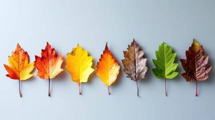 artfully arranged sequence of leaves in varying stages of autumn transition, on a plain background, showcasing the gradual change of seasons