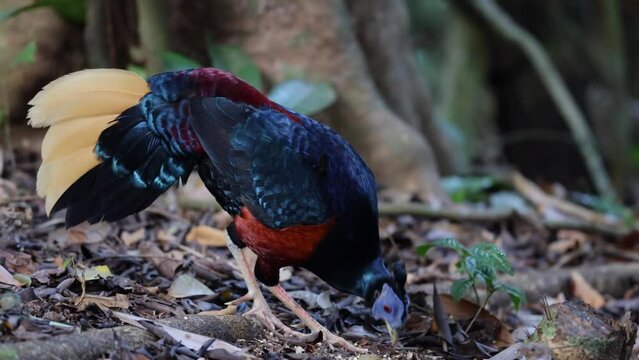 A magnificent Bornean Crested Fireback, scientifically known as Lophura ignita, stands proud in the dappled sunlight of the Bornean rainforest