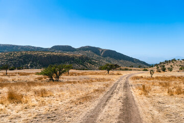 Desertical road or path in the mountains, with dry trees, bushes, yellow grass. Trekking and hiking adventures. 