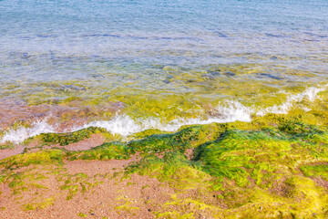 Beautiful view of green-yellow algae on the rocky shore of the Aegean Sea beach in Rhodes, Greece.