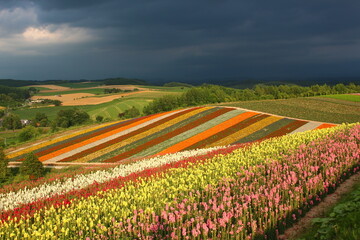 Blumenfarm in Japan - Flowerwonder in Japan/ Hokkaido - obrazy, fototapety, plakaty