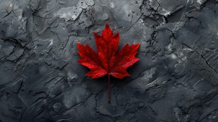 solitary red maple leaf, its veins and hues vividly displayed against a matte gray backdrop