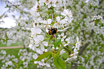 Hummel an Obstblüte