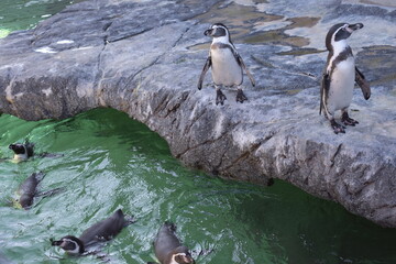 penguins on the rocks