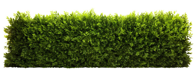 Lush green hedge trimmed neatly, cut out