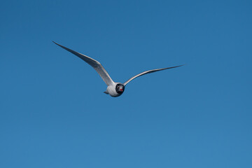 A red-billed seagull flying in the sky. Mediterranean Gull, Ichthyaetus melanocephalus.