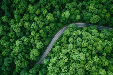Aerial view of a road in a green forest