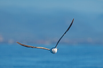 Over the sea, Yellow-legged Gull, Larus michahellis.