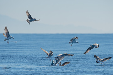 Fototapeta na wymiar Over the sea, Yellow-legged Gulls, Larus michahellis.