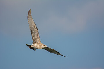 The gull that flies in the sky. Yellow-legged Gull, Larus michahellis.