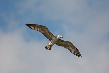 The gull that flies in the sky. Yellow-legged Gull, Larus michahellis.