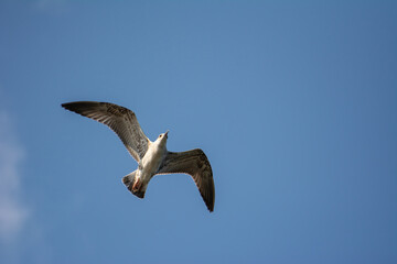 The gull that flies in the sky. Yellow-legged Gull, Larus michahellis.